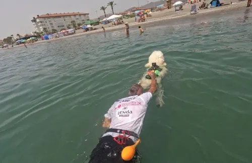 كلب البودل نيلو يرتدي سترة نجاة، يساعد مدربه في إنقاذ سباح على شاطئ لاس لينداس، حيث يتم تدريب الكلاب على الإنقاذ المائي.