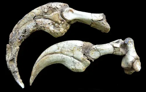 بقايا مخالب الديناصور دونيكوس تسوغتباتاري، تظهر تفاصيل الغلاف الكيراتيني، مما يكشف عن حجمها الكبير واستخدامها في التغذية.