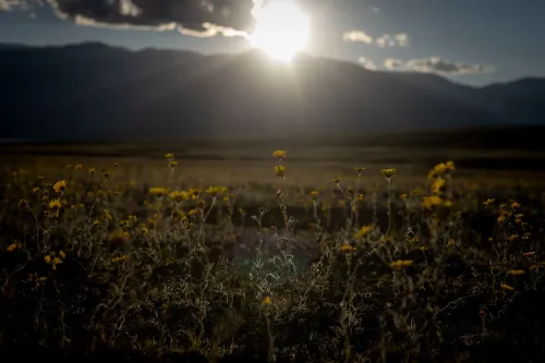 زهور صفراء تتفتح في حقل تحت أشعة الشمس الساطعة، مع جبال في الخلفية، تعكس التغيرات المناخية وتأثير موجات الحرارة في الغرب.