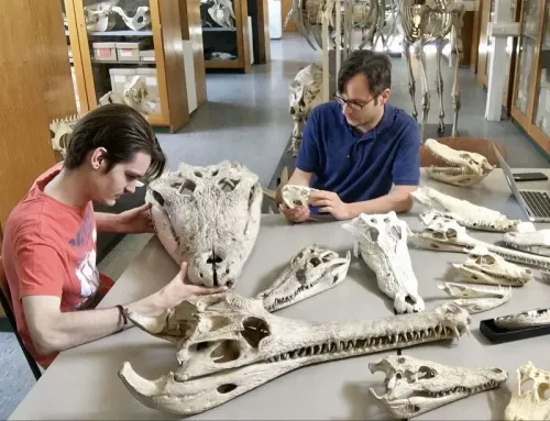 باحثان يدرسان هياكل عظمية لدينوصوكس، أحد أكبر التماسيح المنقرضة، مع التركيز على جمجمة ضخمة وأجزاء أخرى من الهيكل العظمي.