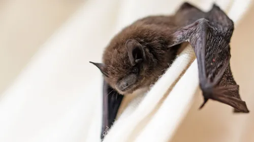 خفاش من جنس Pipistrellus، يُظهر تفاصيل دقيقة، تم اكتشاف فيروس كورونا جديد في عيّناته، مما يسلط الضوء على أهمية البحث في الفيروسات.