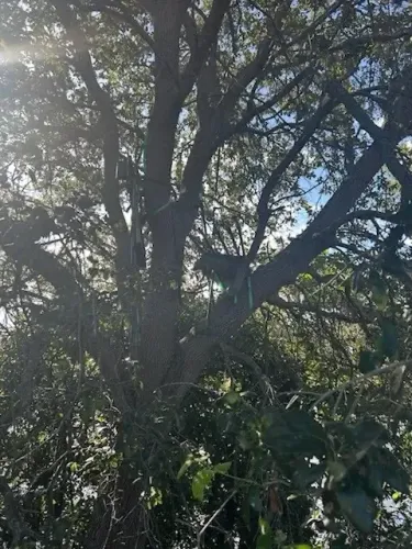 منصة صيد مرتفعة مخبأة بين الأشجار، بالقرب من مطار بالم بيتش، حيث تم اكتشافها أثناء استعدادات أمنية لوصول الرئيس ترامب.