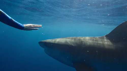 يد تقترب من سمكة قرش كبيرة تحت الماء، مما يعكس العلاقة الفريدة بين الناشطة أوشن رامزي وأسماك القرش في الفيلم الوثائقي "هامس القرش".