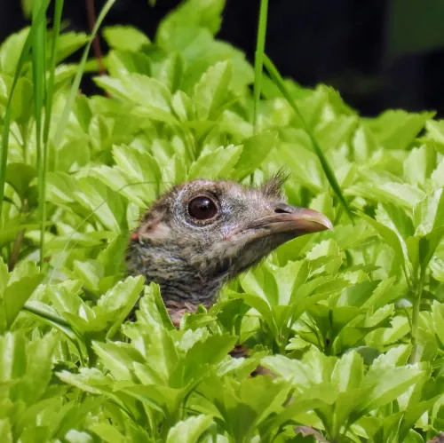 ديك رومي صغير يظهر بين أوراق خضراء، يعكس جماله الفريد في منطقة باتري وسط مدينة نيويورك.