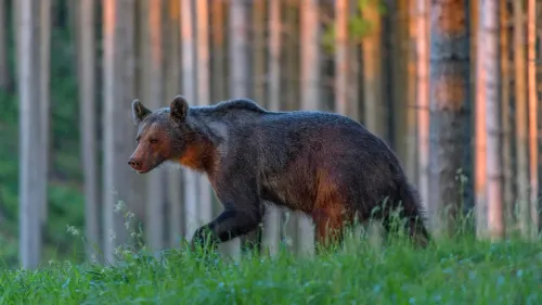 دب بني يسير في غابة مع أشجار طويلة في الخلفية، يعكس زيادة هجمات الدببة على البشر في سلوفاكيا.