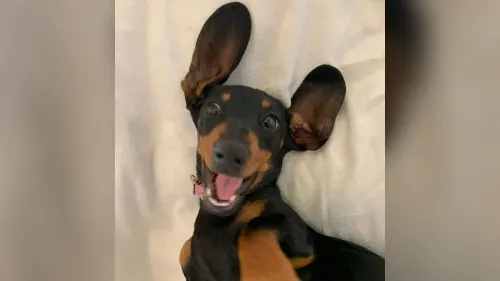 فاليري، كلبة ألمانية صغيرة ذات طوق وردي، تبدو سعيدة بعد إنقاذها بعد 529 يومًا من الضياع في البرية الأسترالية.