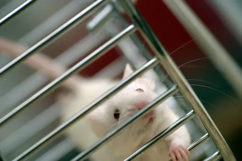 فأر أبيض صغير ينظر من خلف القضبان، يمثل دور الحيوانات في الأبحاث العلمية وأهمية تطوير بدائل للاختبارات الحيوانية.