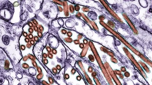 صورة مكبرة لفيروس H5N1، المسبب لإنفلونزا الطيور، تظهر تفاصيله الدقيقة وتأثيره على الدواجن.