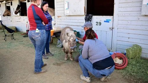 متطوعون يقدمون الرعاية لحيوانات مُنقذة من حرائق الغابات في مركز إيواء بكاليفورنيا، حيث تم إنقاذ الخيول والأغنام.