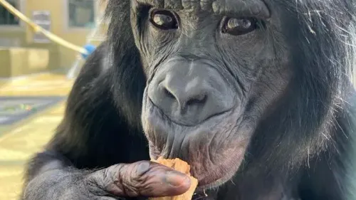 قردة بونوبو تأكل قطعة من الطعام، تعكس قدرتها على التواصل مع البشر لتوجيههم في البحث عن الطعام.