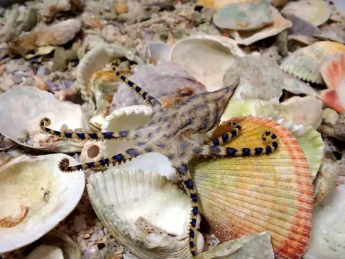 أخطبوط ذو بطانة زرقاء يتواجد بين الأصداف البحرية، مع تفاصيل واضحة لذراعه القصيرة ونقاطه الزرقاء المميزة.