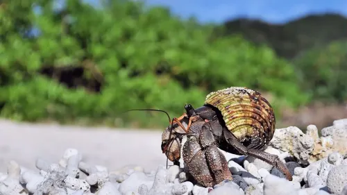 سرطان الناسك الحلزوني يتسلق الصخور على شاطئ بجزيرة يابانية، مع خلفية خضراء، في سياق تحقيقات الشرطة حول تهريب القشريات المحمية.