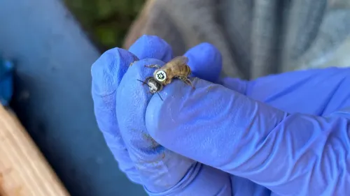 نحلة مصنوعة مقاومة تحمل رمز QR صغير على ظهرها، تُمسك بواسطة يد ترتدي قفازًا أزرق، تُستخدم لدراسة تحركات النحل وسلوكياته.