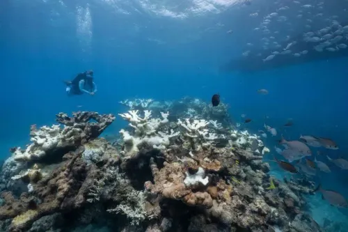 مشهد تحت الماء لشعاب مرجانية ملونة، مع غواص يكتشف الحياة البحرية المحيطة، مما يعكس أهمية المحيطات في دراسة التغير المناخي.