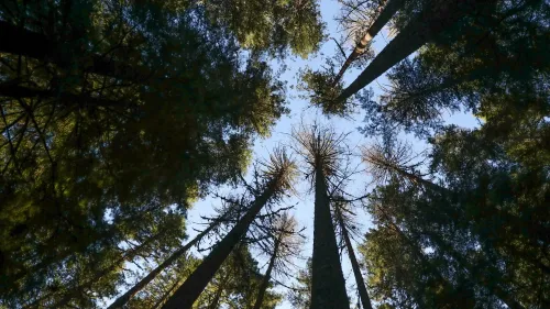 غابة كثيفة من الأشجار العالية تنمو في اتجاه السماء، تعكس التحديات البيئية الناتجة عن قطع الأشجار في الأراضي الفيدرالية.