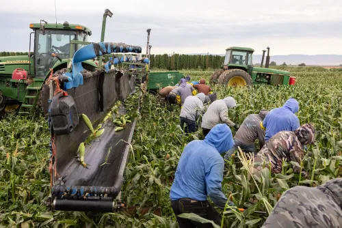 عمال زراعيون يجمعون المحاصيل في حقل، مع وجود جرارين زراعيين في الخلفية، مما يعكس تأثير سياسات ترامب على تكلفة الغذاء.