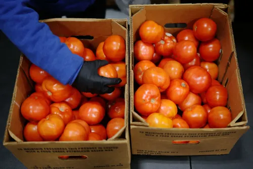 صناديق تحتوي على طماطم حمراء، تُظهر جهود بنوك الطعام لمواجهة زيادة الطلب وسط أزمة الإغلاق الحكومي وتأثيرها على الأمن الغذائي.