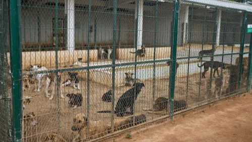مأوى للكلاب في إفران، يظهر مجموعة من الكلاب الضالة خلف سياج، يعكس الوضع الصعب الذي تواجهه الحيوانات في المغرب قبل كأس العالم 2030.