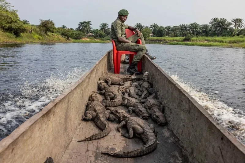 حارس حديقة يجلس على كرسي أحمر في قارب يحمل تماسيح كونغولية، وسط طبيعة خضراء ومياه هادئة، في إطار مسابقة التصوير الفوتوغرافي.