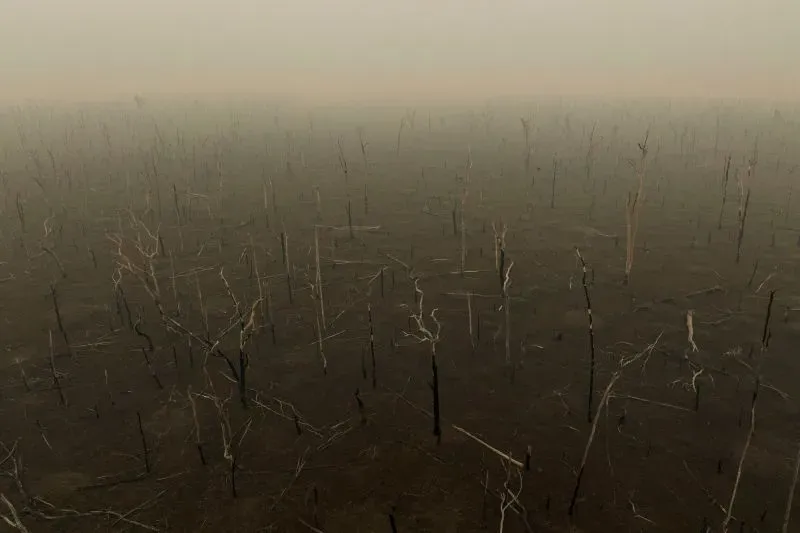 مشهد لحقول جافة مع جذوع أشجار ميتة، يعكس تأثيرات التغير المناخي والاحتباس الحراري، في سياق جوائز سوني العالمية للتصوير الفوتوغرافي.