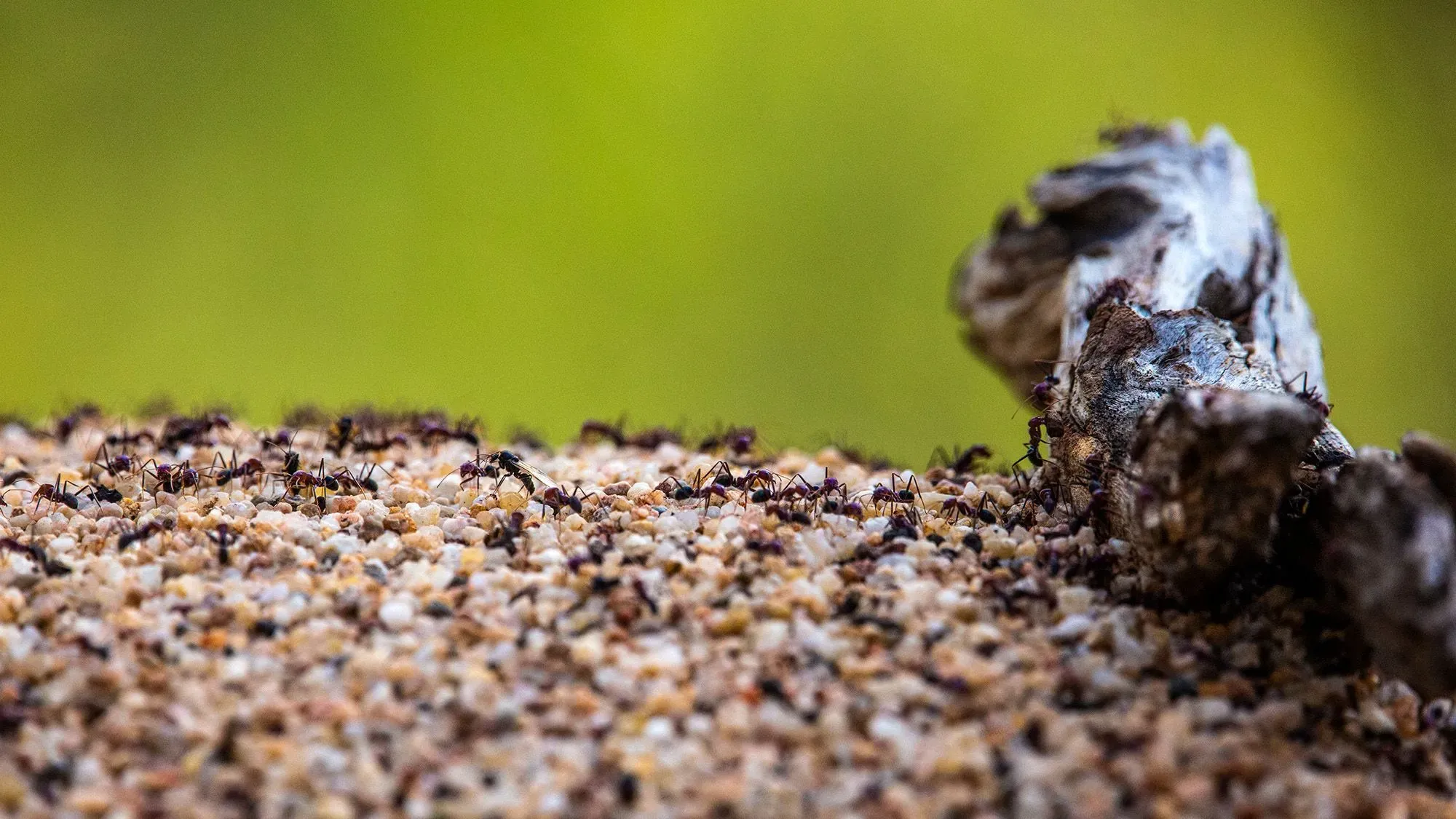 النمل الناري الأحمر يتجمع على سطح رملي، مسببًا قلقًا في كوينزلاند بعد زيادة عدد اللدغات التي تطلبت العلاج الطبي.