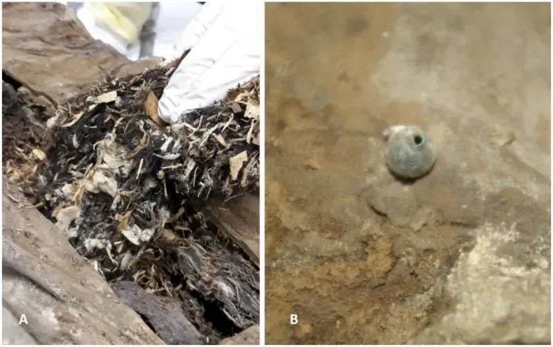 مكونات غامضة من المومياء، تشمل رقائق الخشب والنسيج، تُظهر طريقة تحنيط فريدة لم تُعرف من قبل في القرن الثامن عشر.