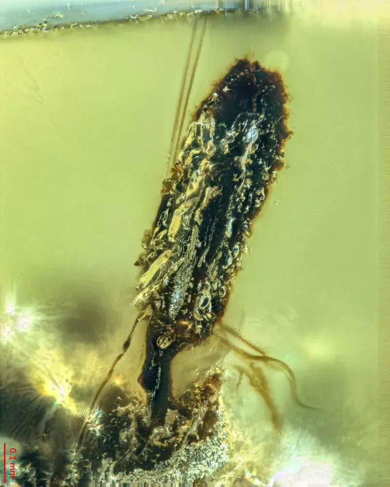 ذبابة قديمة محبوسة في كهرمان عمره 99 مليون عام، تظهر آثار فطر طفيلي يشبه الفطر الزومبي، مما يكشف عن علاقات بيئية قديمة.