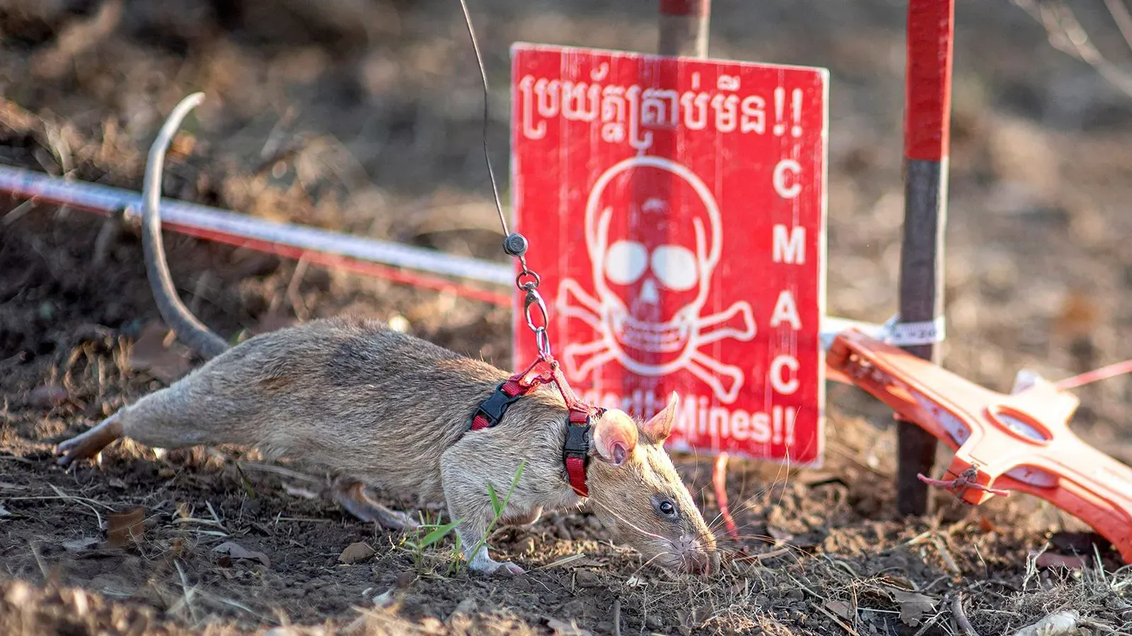 رونين، الجرذ الأفريقي العملاق، يبحث عن الألغام الأرضية بالقرب من علامة تحذيرية، مما يسهم في إنقاذ المدنيين في كمبوديا.