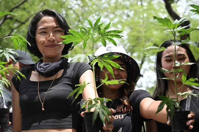 نساء يحملن نباتات القنب في أكواب، في إطار حملة لتعزيز الاستخدام الطبي للقنب في تايلاند بعد فرض قواعد جديدة.