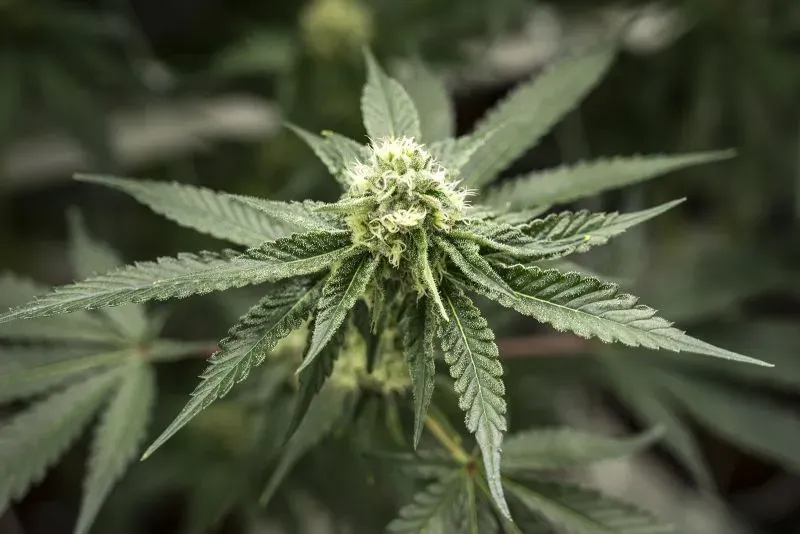 نبتة القنب مع أزهارها الخضراء، تمثل التغييرات الجديدة في قوانين الحشيش الطبية في تايلاند.