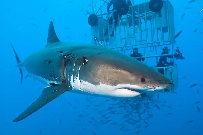 قرش أبيض كبير يسبح في المحيط الأزرق، مع وجود قفص للغوص في الخلفية، مما يبرز جمال ونقاء البيئة البحرية.