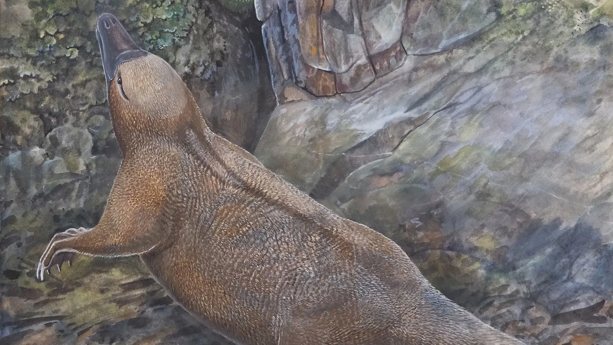 رسم توضيحي لخلد الماء، يظهر تفاصيل جسمه الفريدة مثل منقاره وأقدامه، مما يسلط الضوء على تطوره كأحد الثدييات الوحيدة التي تضع البيض.