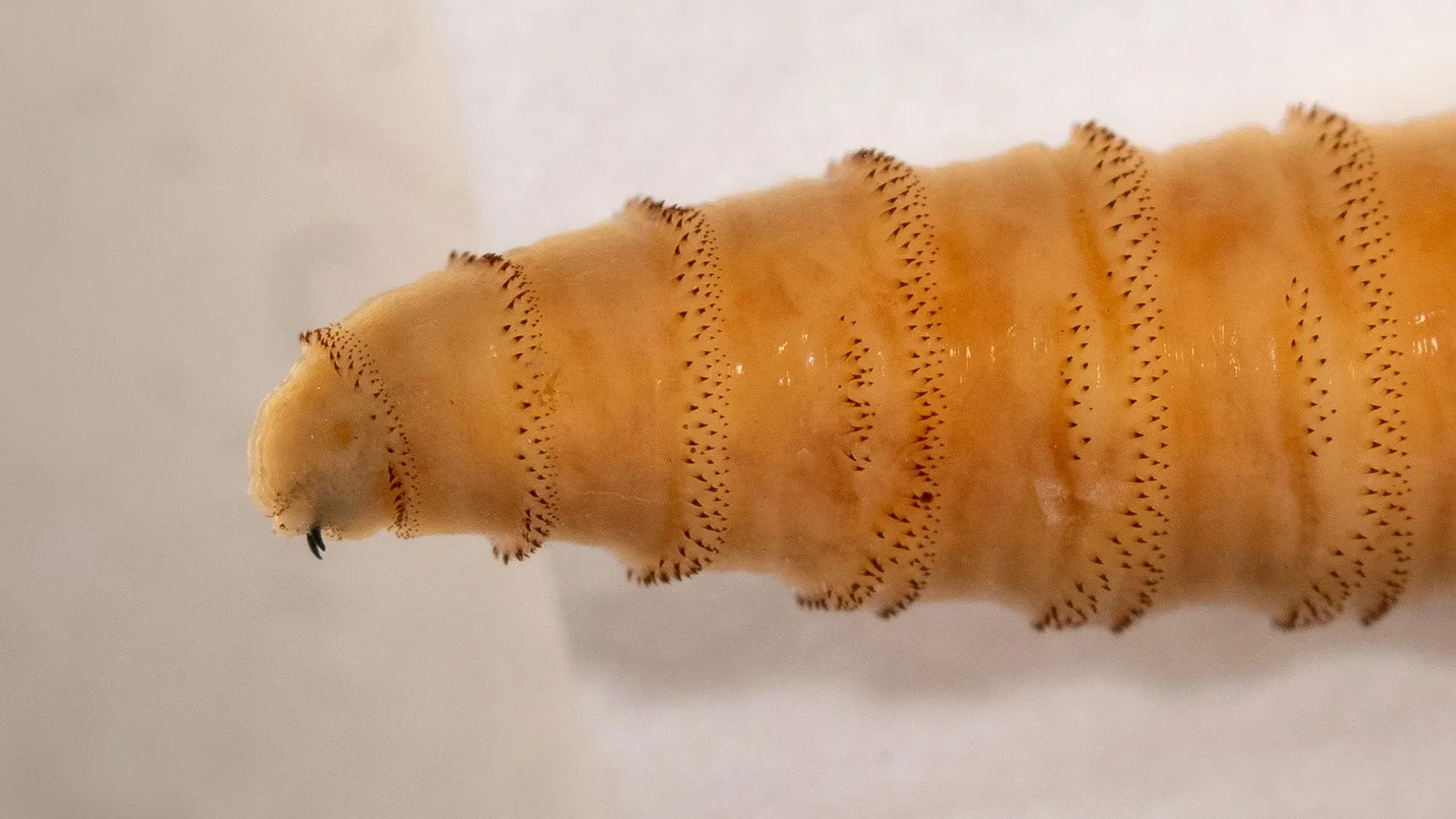 يرقة دودة العالم الجديد، ذات اللون البيج، تظهر تفاصيل جسمها المتعرج والشعر القصير، تمثل تهديدًا خطيرًا للماشية.