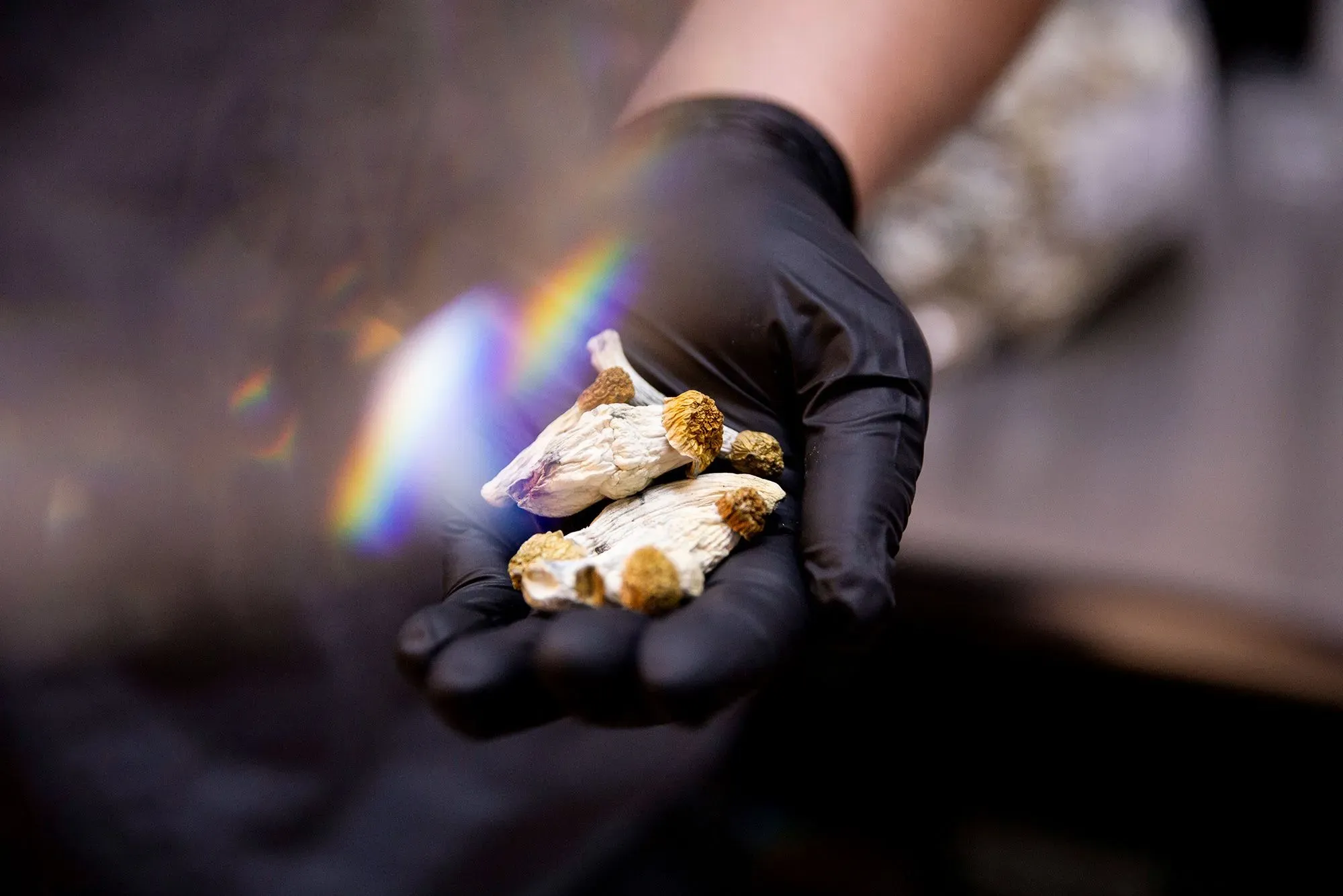 فطر السيلوسيبين يُعرض في يد مرتدي قفازات، مما يبرز اهتمامًا متزايدًا بالعلاج بالمخدرات لعلاج الاكتئاب والاضطرابات النفسية.