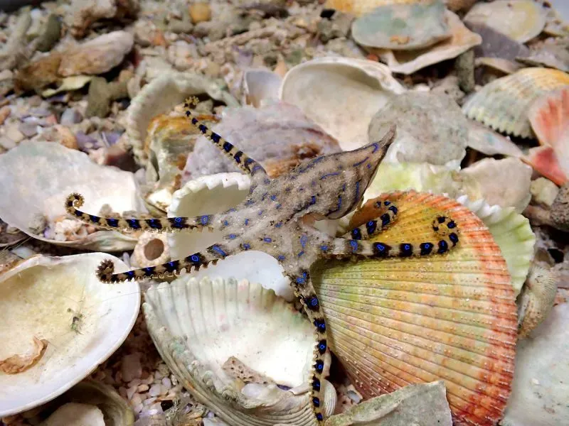 أخطبوط ذو بطانة زرقاء يتواجد بين الأصداف البحرية، مع تفاصيل واضحة لذراعه القصيرة ونقاطه الزرقاء المميزة.