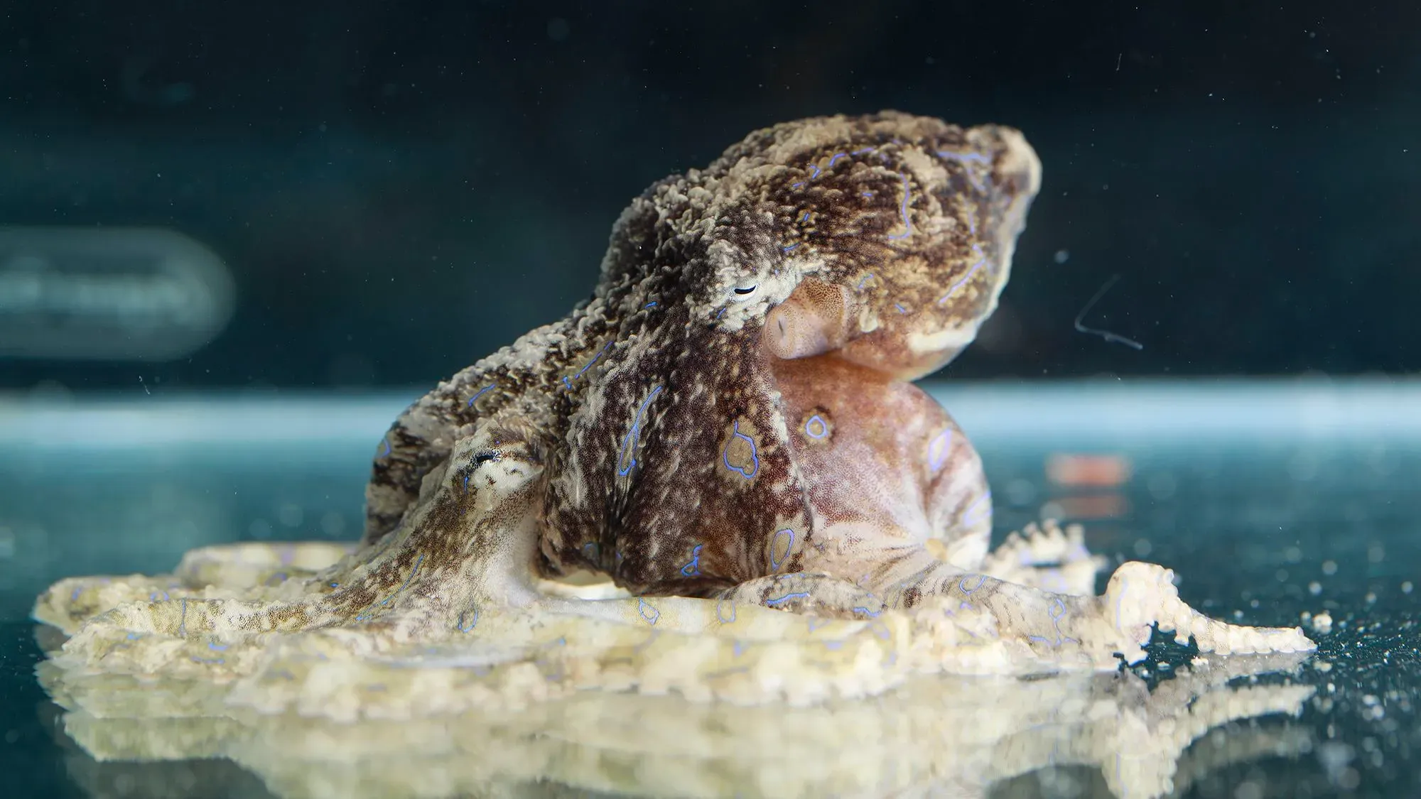 الأخطبوط ذو البطانة الزرقاء، المعروف بسمه القوي، يظهر في وضعية تزاوج حيث يقوم الذكر بحقن مادة سامة في الأنثى لتجنب أكلها.