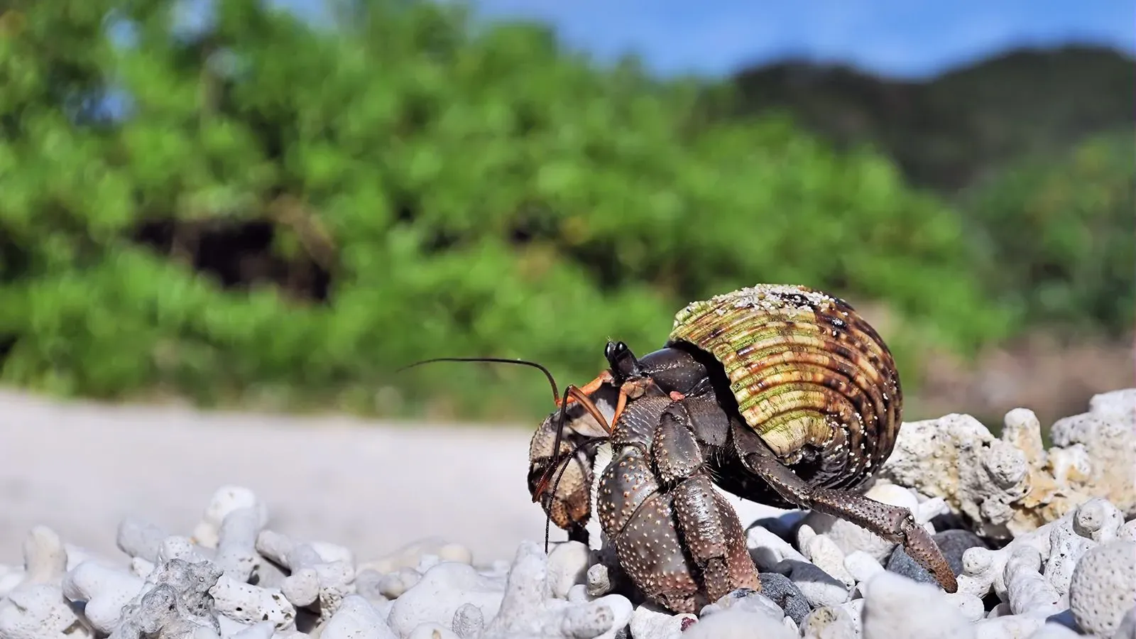 سرطان الناسك الحلزوني يتسلق الصخور على شاطئ بجزيرة يابانية، مع خلفية خضراء، في سياق تحقيقات الشرطة حول تهريب القشريات المحمية.