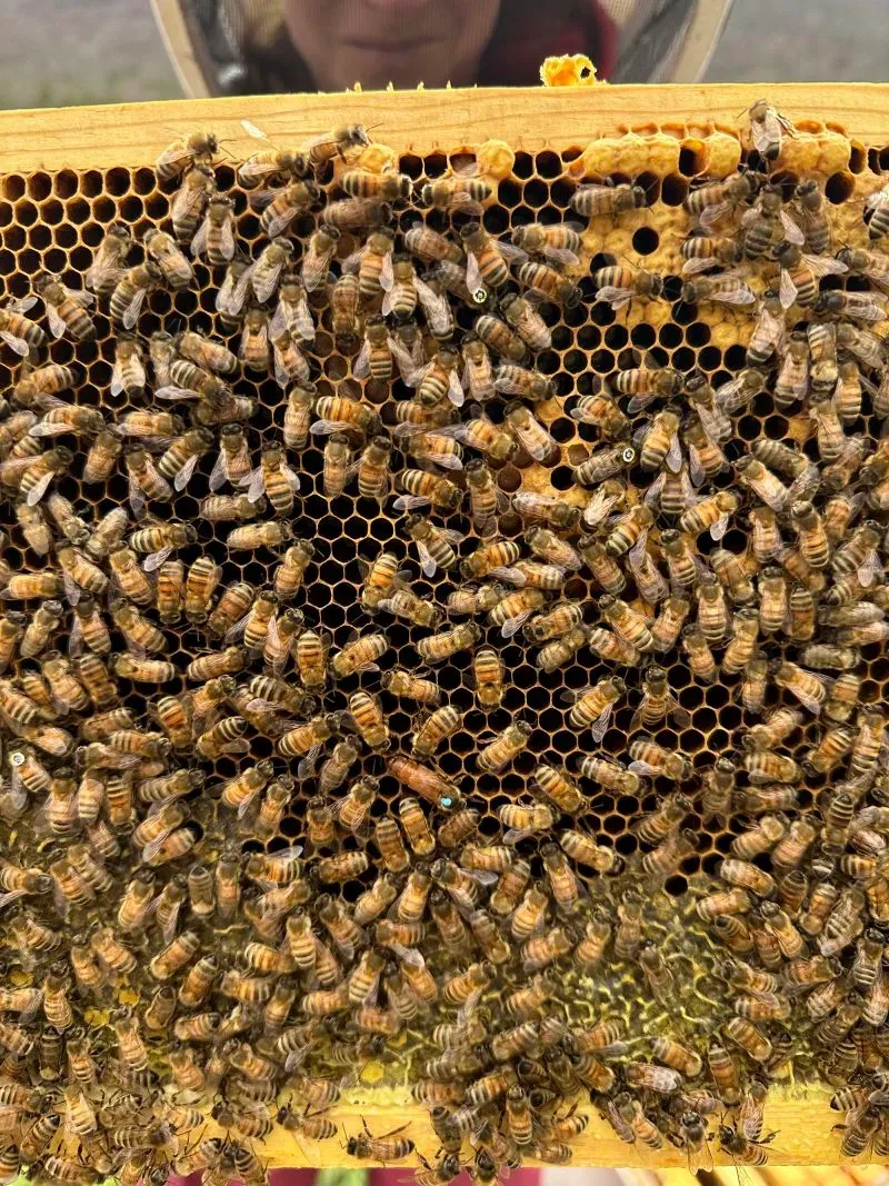 مستعمرة من النحل على قرص شمعي، مع تركيز على العمليات الحيوية مثل البحث عن الطعام، مساعدة في دراسة حياتهم ودوراتهم.