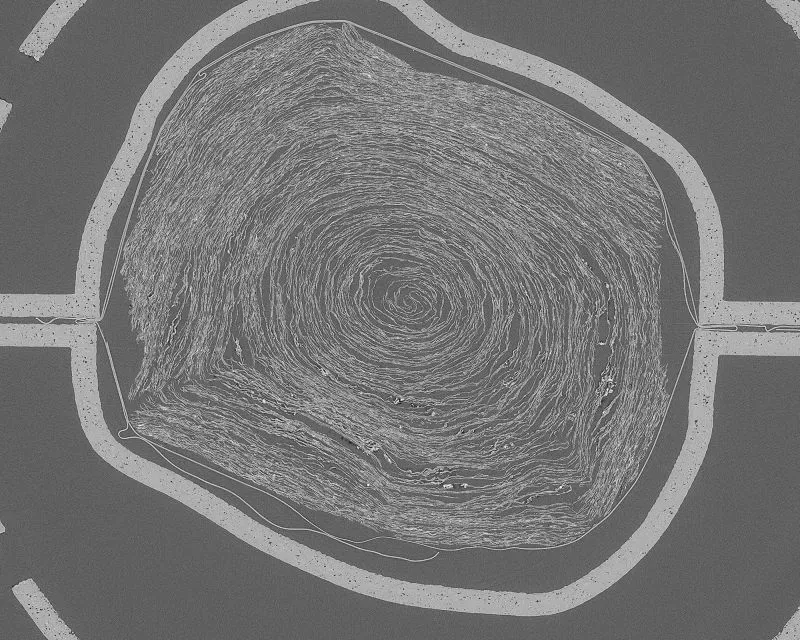 صورة توضح لفيفة PHerc. 172 المحترقة، والتي تحتوي على نص فلسفي للفيلسوف فيلودموس، المكتشفة تحت الرماد البركاني.