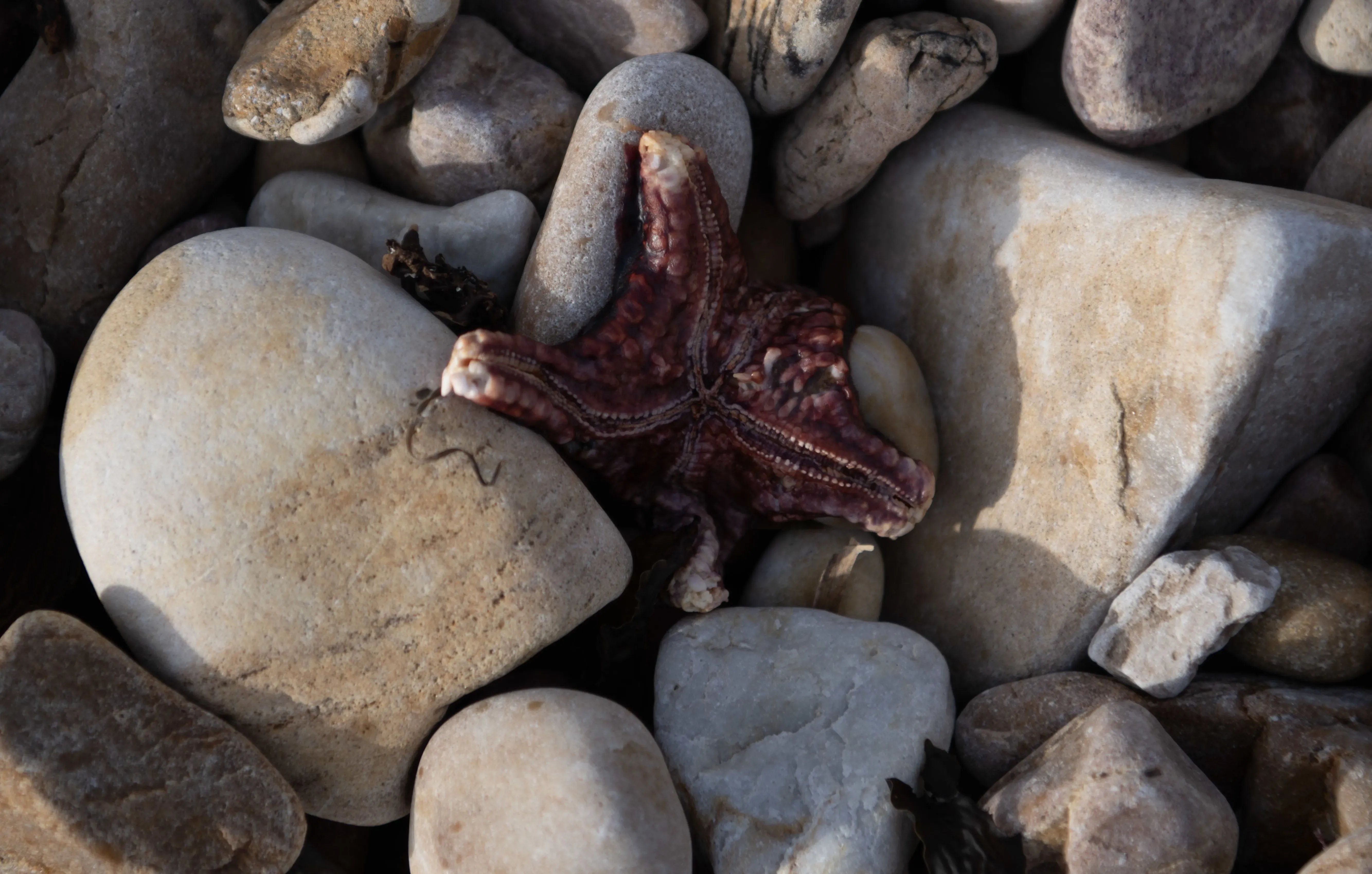 أخطبوط ميت على صخور الشاطئ، يعكس تأثير تكاثر الطحالب الضارة على الحياة البحرية في جنوب أستراليا.