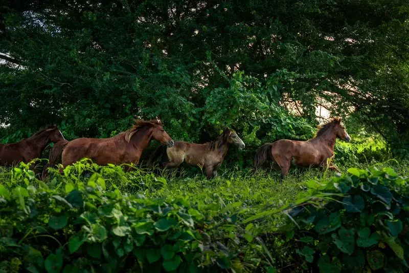 مجموعة من الخيول تتجول في منطقة خضراء كثيفة، محاطة بالأشجار، تعكس أجواء الحياة الريفية الهادئة.