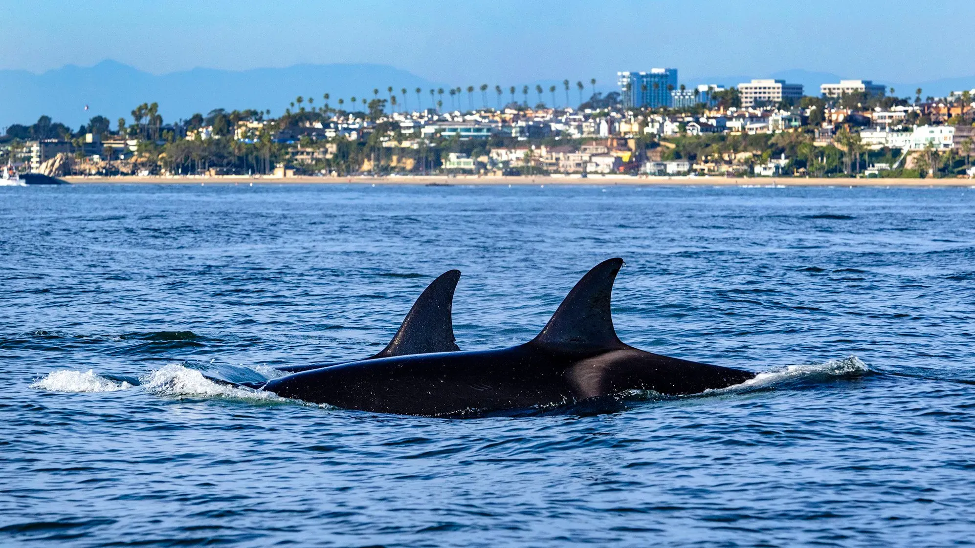 تظهر الصورة مجموعة من الحيتان تسبح بالقرب من الساحل، حيث تعكس أهمية حماية الحياة البحرية وتأثير التغيرات المناخية على المحيطات.