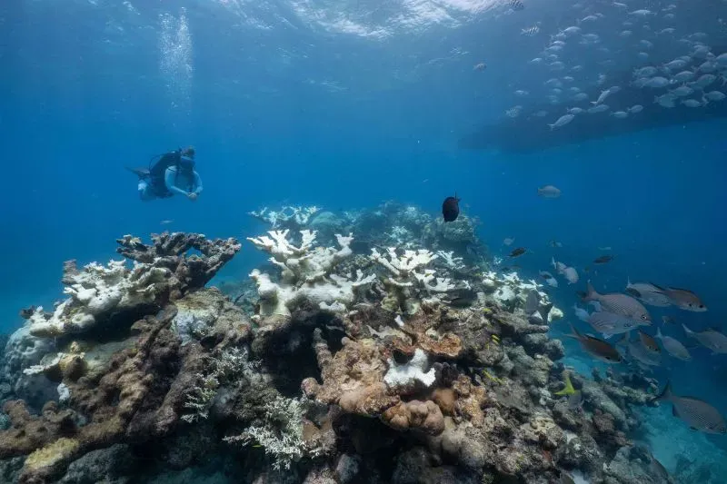 مشهد تحت الماء لشعاب مرجانية ملونة، مع غواص يكتشف الحياة البحرية المحيطة، مما يعكس أهمية المحيطات في دراسة التغير المناخي.