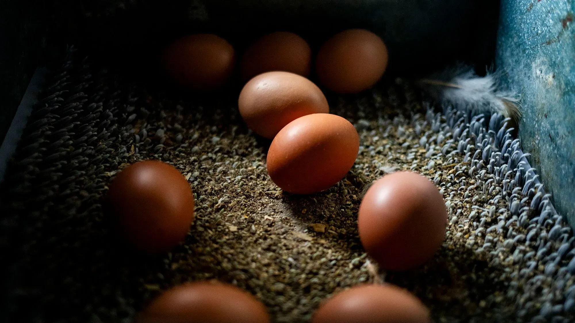 بيض بني اللون موضوع في صندوق مع قش، يعكس انخفاض أسعار البيض بالجملة في الولايات المتحدة، مع استمرار ارتفاع الأسعار للمستهلكين.