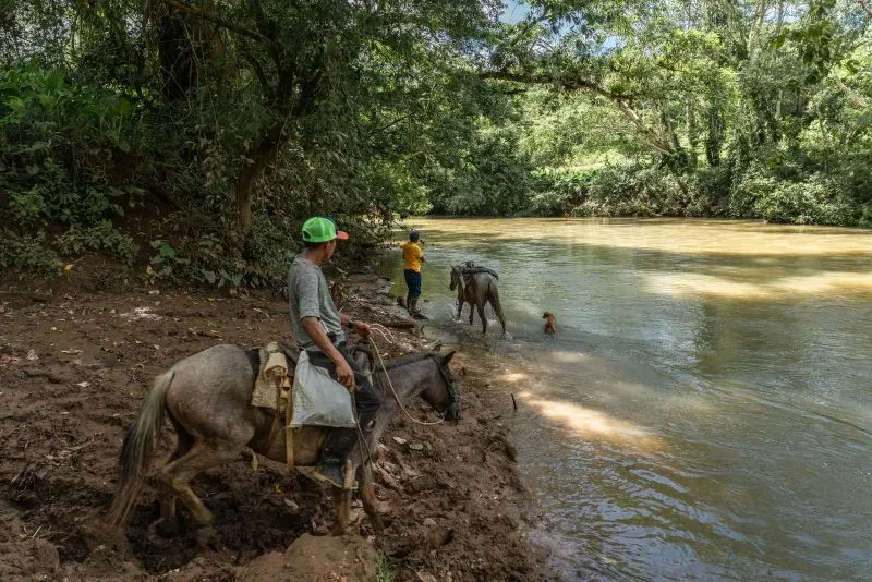 صبيان يركبون خيولهم بالقرب من نهر في غابة بنما، حيث تشهد المنطقة تأثيرات الجفاف على الموارد المائية الحيوية.
