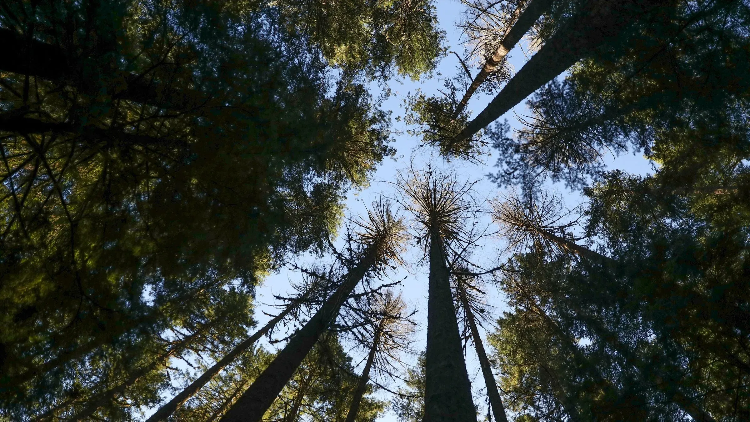 غابة كثيفة من الأشجار العالية تنمو في اتجاه السماء، تعكس التحديات البيئية الناتجة عن قطع الأشجار في الأراضي الفيدرالية.