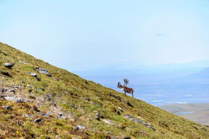 غزال يعيش في برية ألاسكا، يتجول على منحدر أخضر، مما يعكس جمال الطبيعة والتحديات البيئية التي تواجه المنطقة.