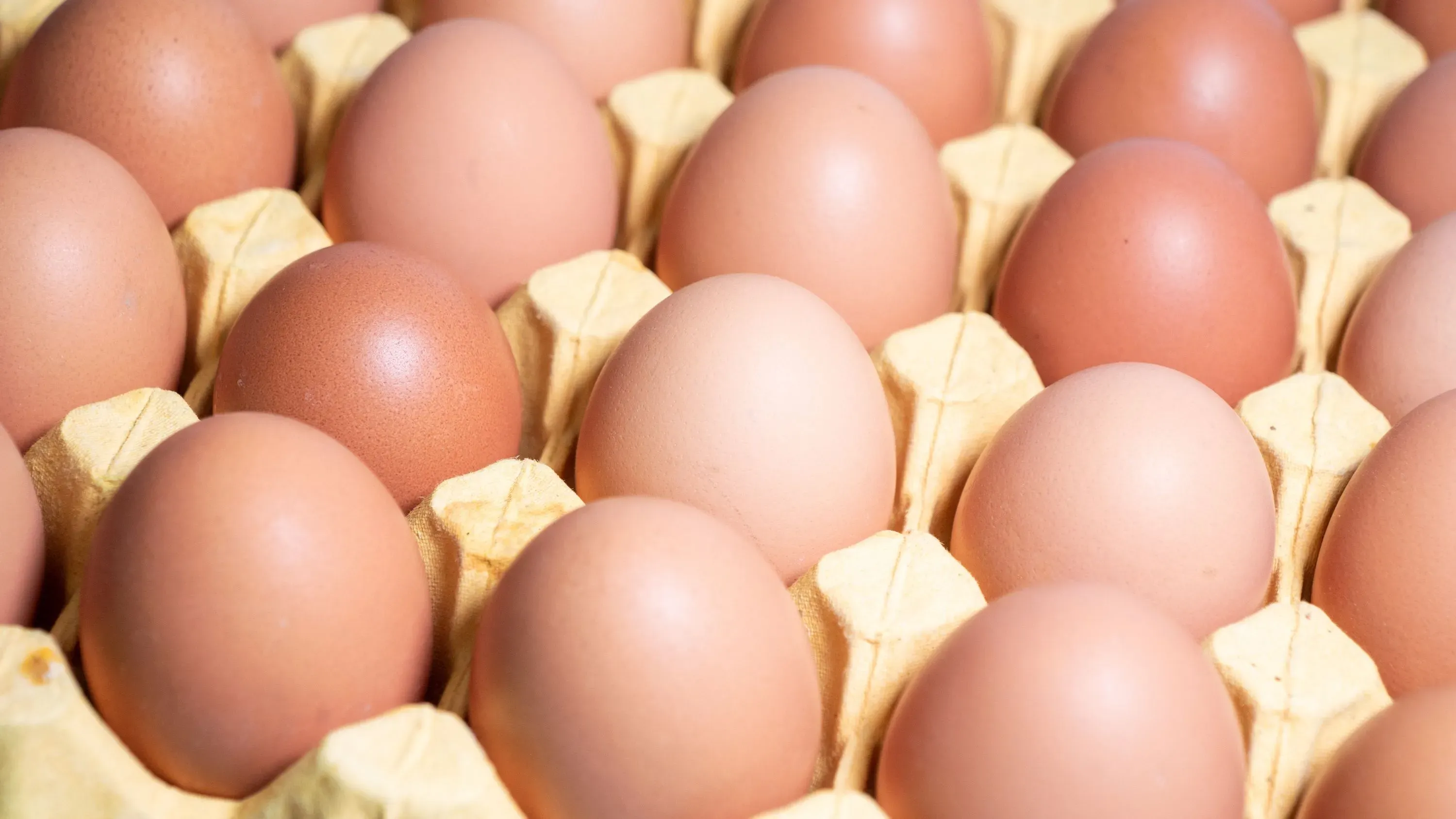 صناديق تحتوي على بيض بألوان مختلفة، تمثل أزمة إمدادات البيض في الولايات المتحدة بسبب إنفلونزا الطيور وتأثيرها على صناعة اللقاحات.