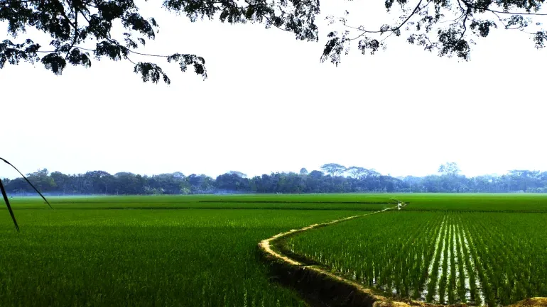 منظر لحقول الأرز الخضراء في بنغلاديش، مع مسار ضيق يمر عبرها، مما يعكس حياة الفقر والتحديات التي يواجهها السكان المحليون.