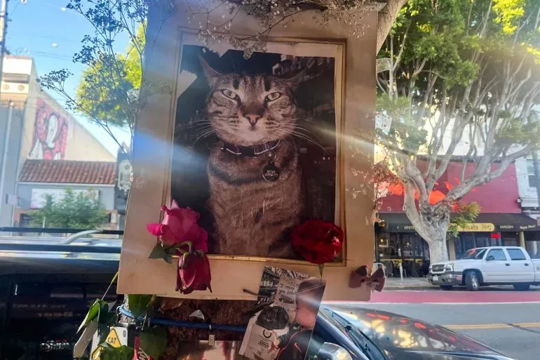 نصب تذكاري لقط يُدعى "كيت كات" في سان فرانسيسكو، محاط بصور وزهور، يعبر عن الغضب من حوادث السيارات ذاتية القيادة.